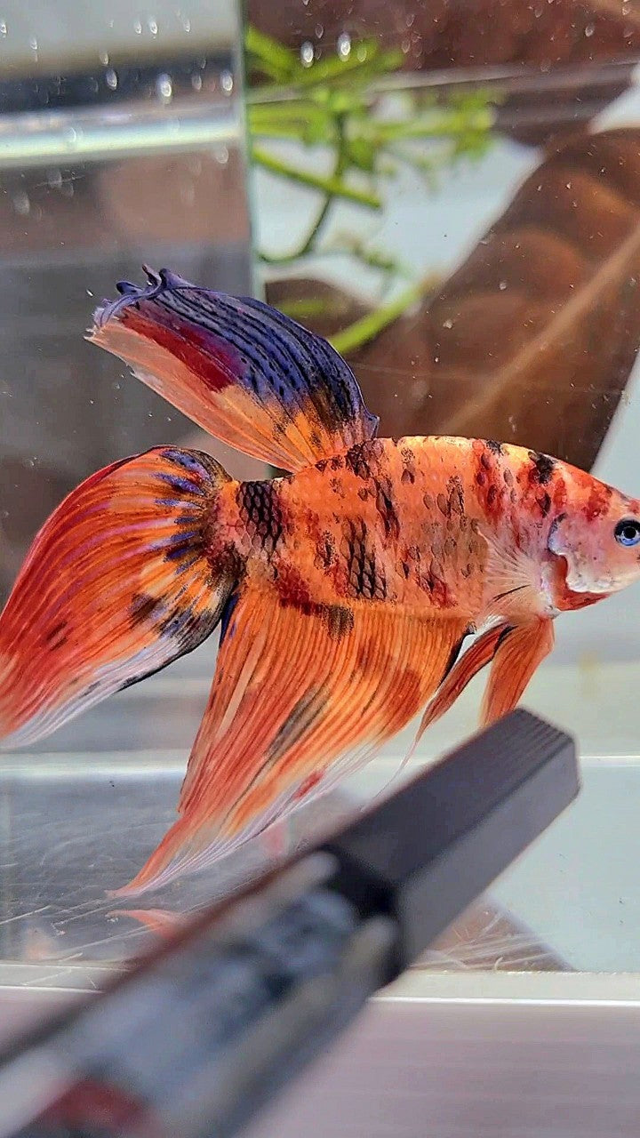 XL VEILTAIL ORANGE TIGER MULTICOLOR BETTA FISH