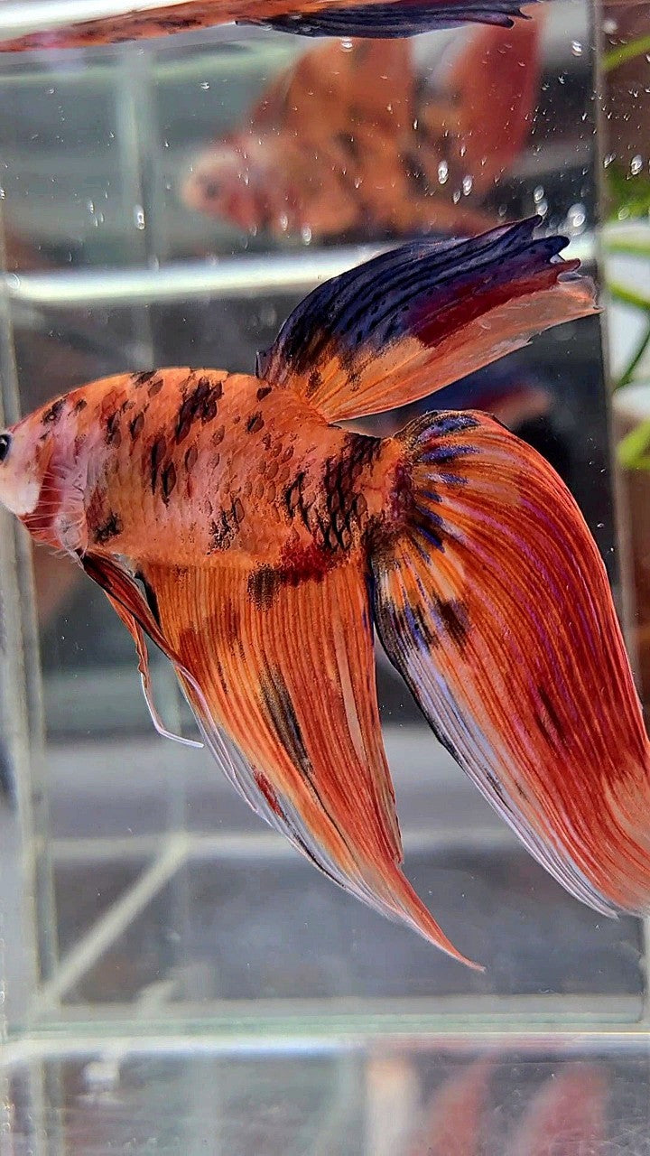 XL VEILTAIL ORANGE TIGER MULTICOLOR BETTA FISH