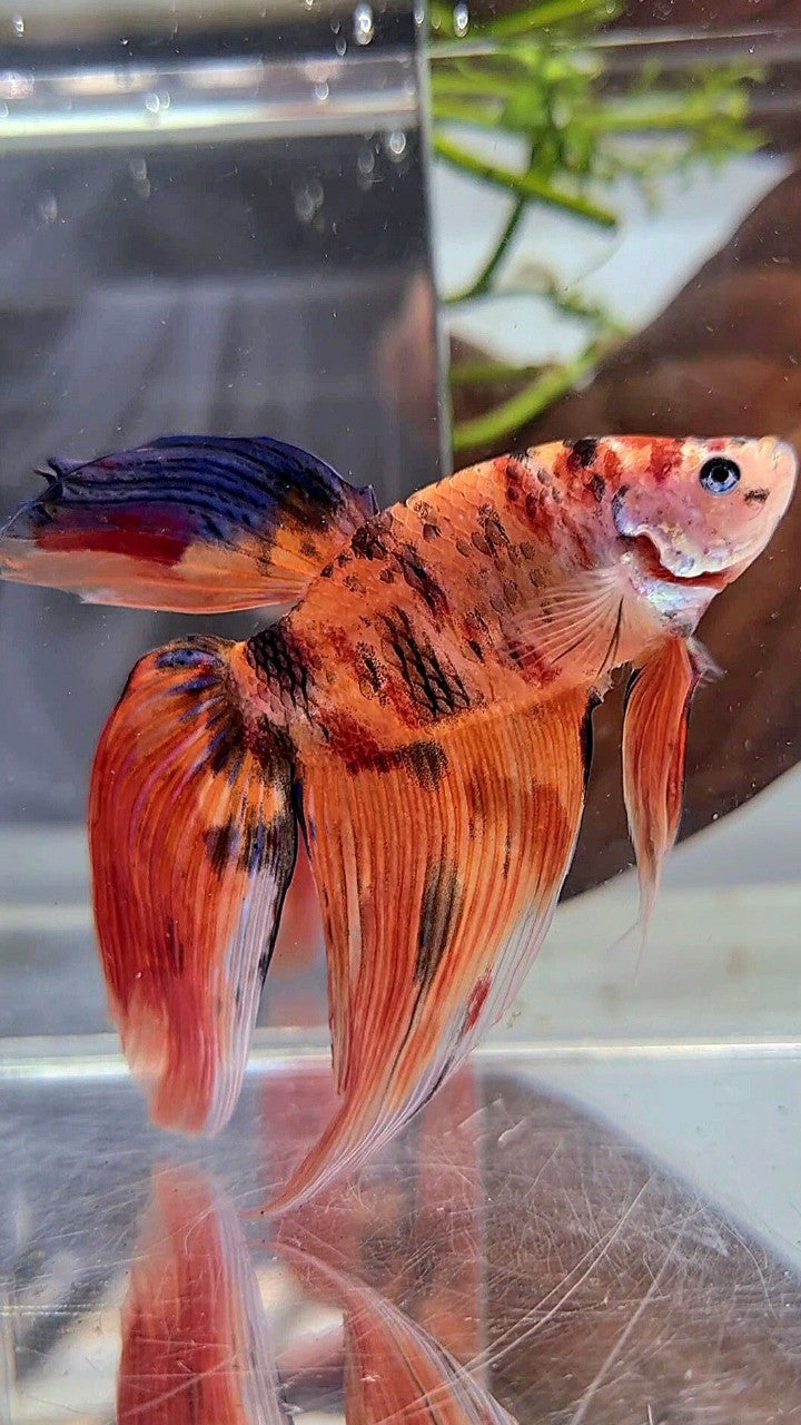 XL VEILTAIL ORANGE TIGER MULTICOLOR BETTA FISH