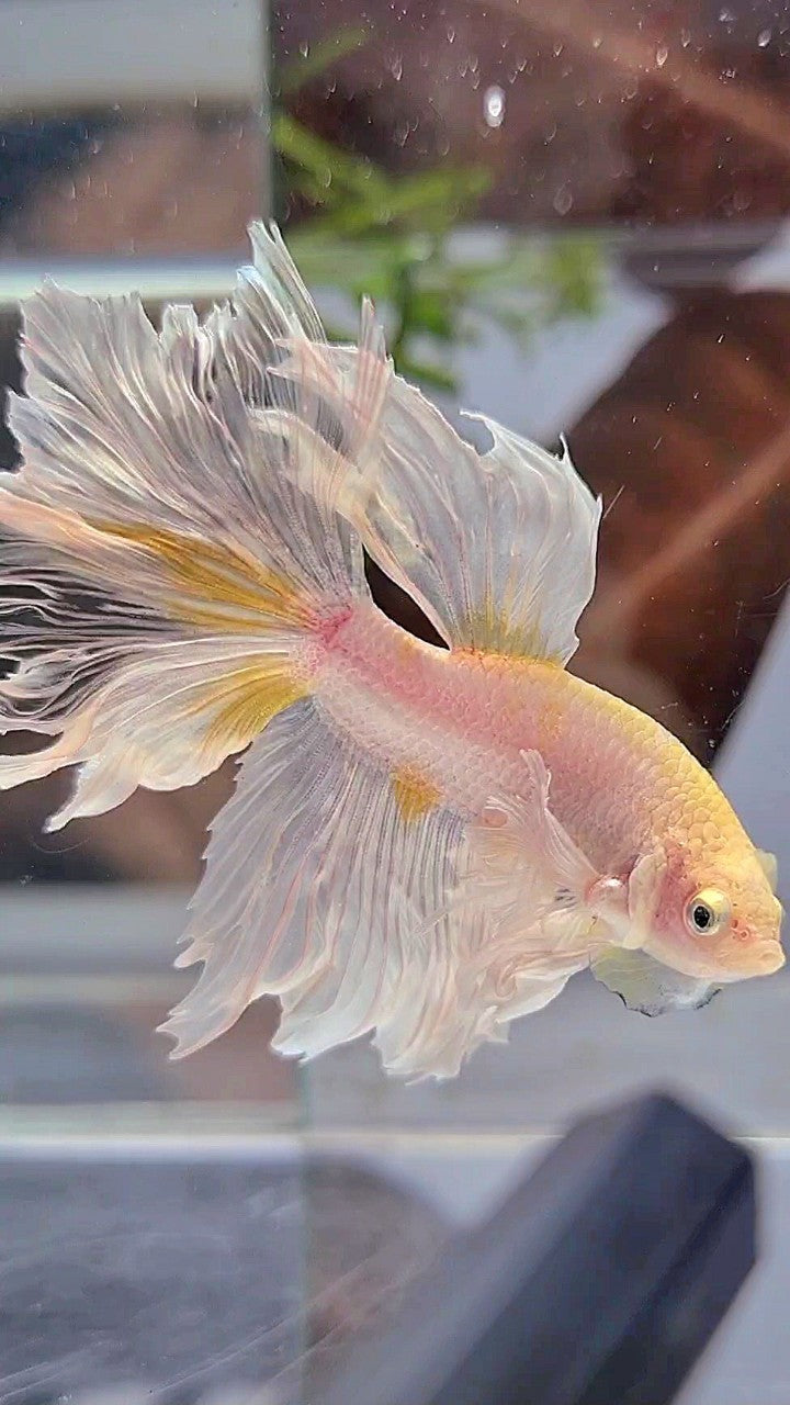 HALFMOON DUMBO EAR ROSETAIL WHITE YELLOW WASH BETTA FISH