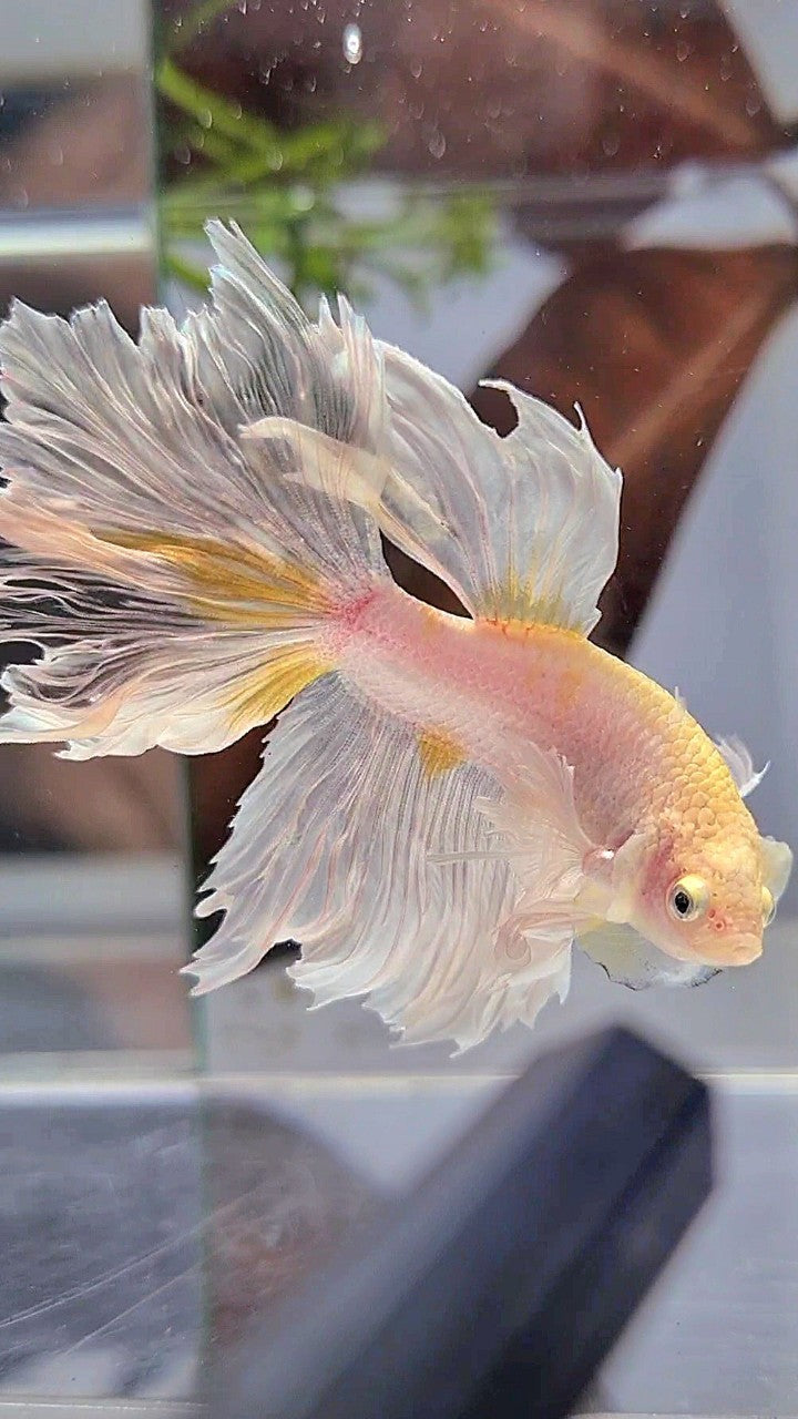 HALFMOON DUMBO EAR ROSETAIL WHITE YELLOW WASH BETTA FISH