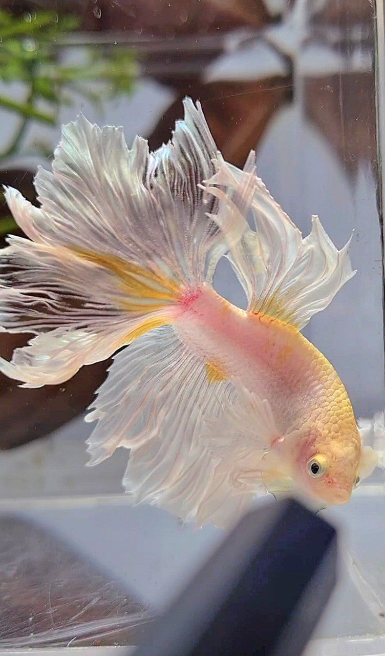 HALFMOON DUMBO EAR ROSETAIL WHITE YELLOW WASH BETTA FISH