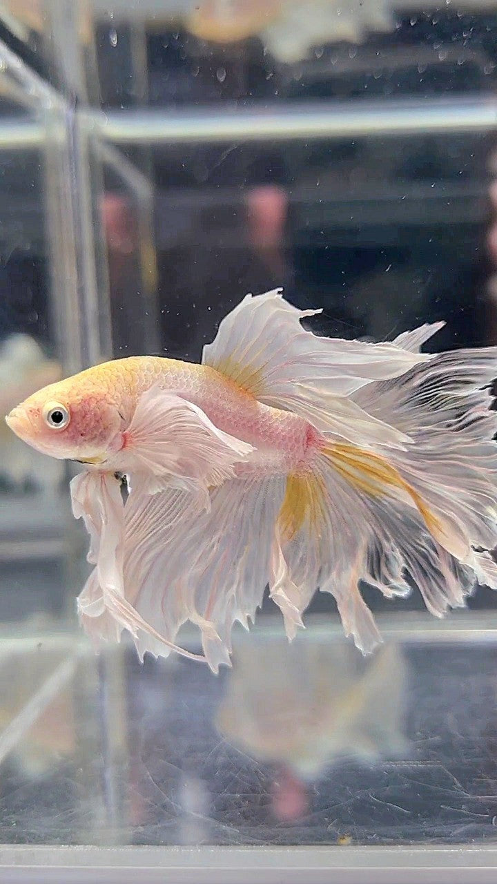 HALFMOON DUMBO EAR ROSETAIL WHITE YELLOW WASH BETTA FISH