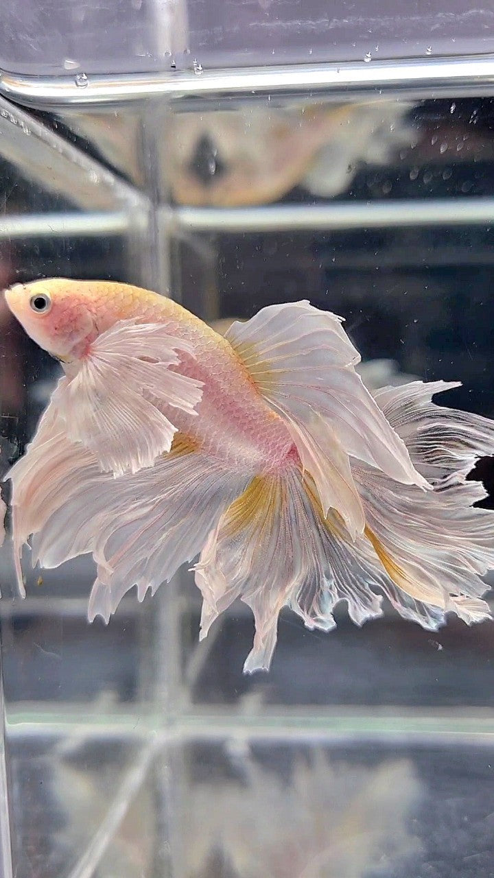 HALFMOON DUMBO EAR ROSETAIL WHITE YELLOW WASH BETTA FISH