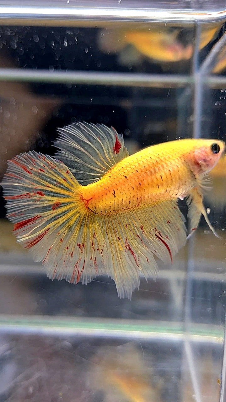 LUXURY XL FEMALE HALFMOON OVERTAIL ROSETAIL YELLOW VANDA BETTA FISH