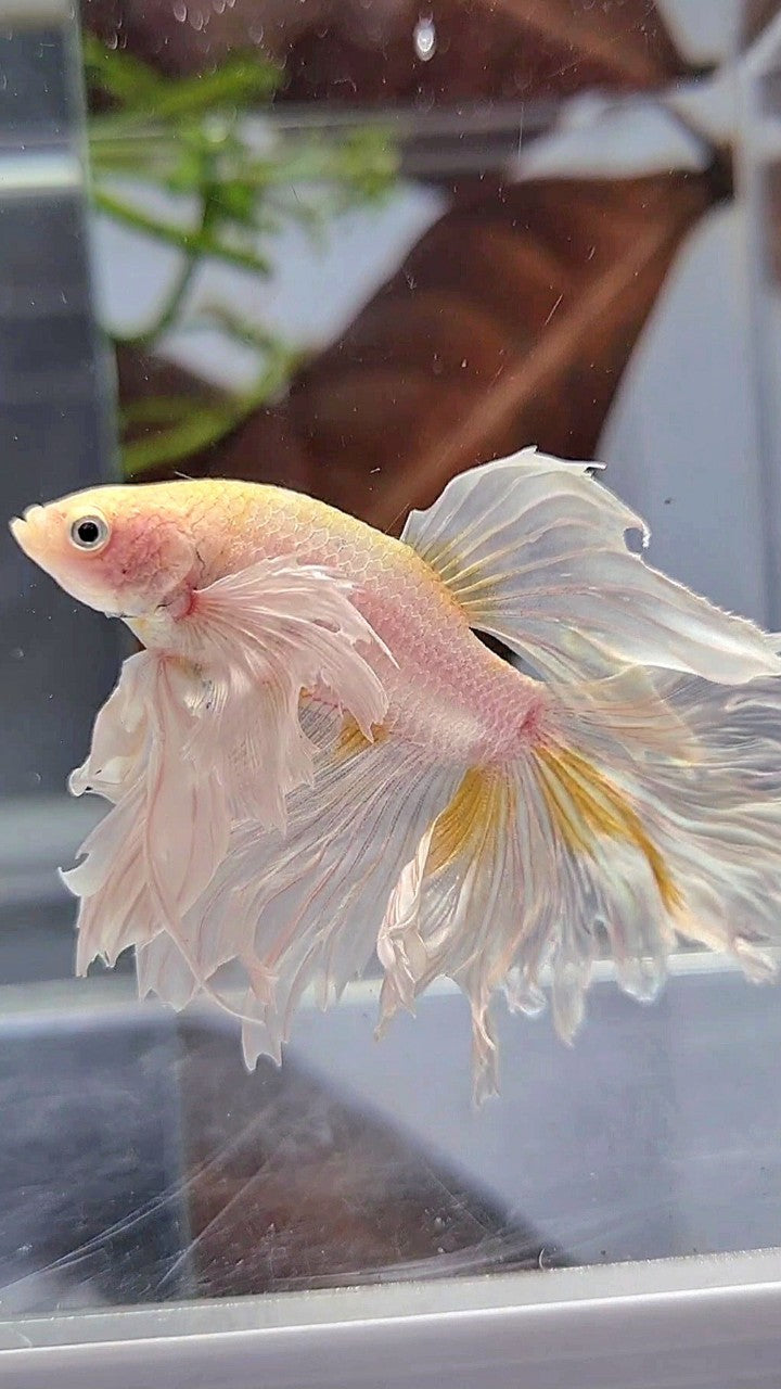 HALFMOON DUMBO EAR ROSETAIL WHITE YELLOW WASH BETTA FISH