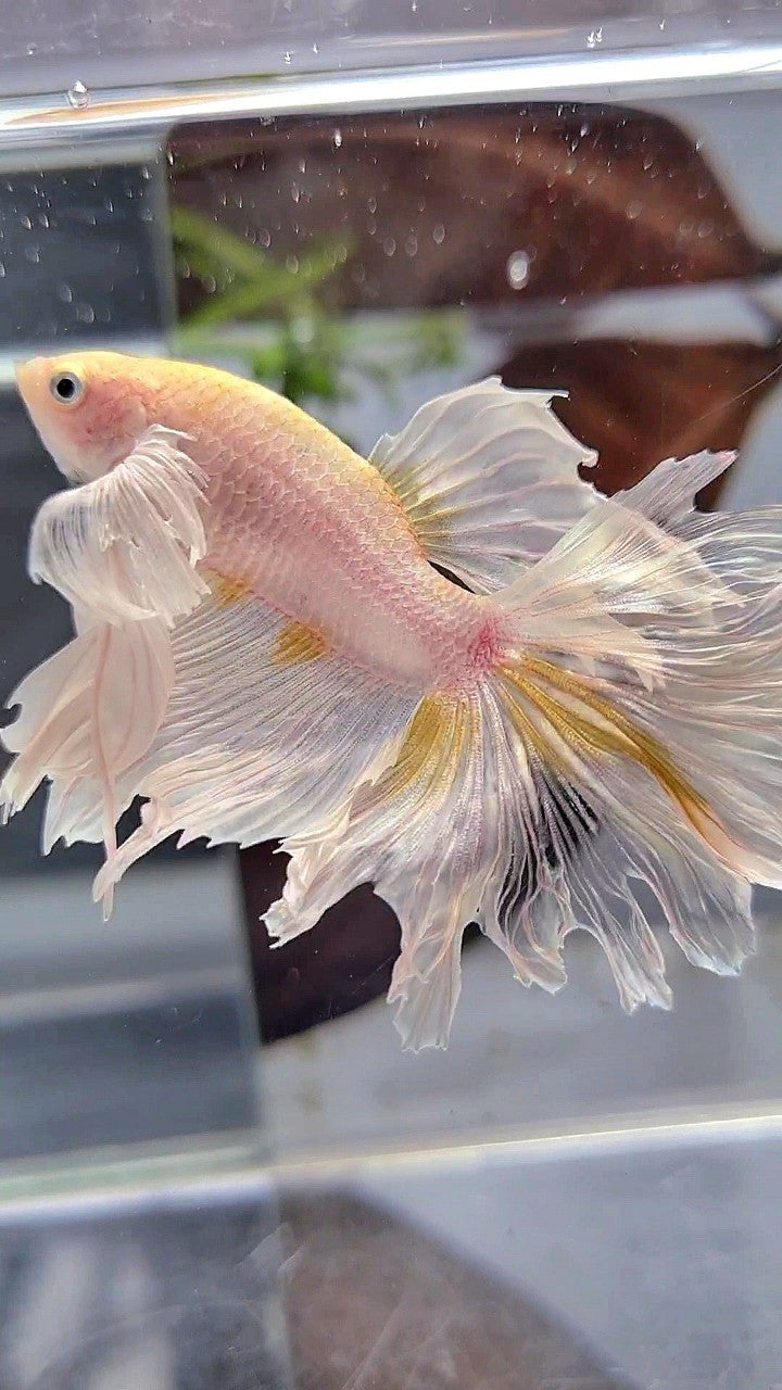 HALFMOON DUMBO EAR ROSETAIL WHITE YELLOW WASH BETTA FISH