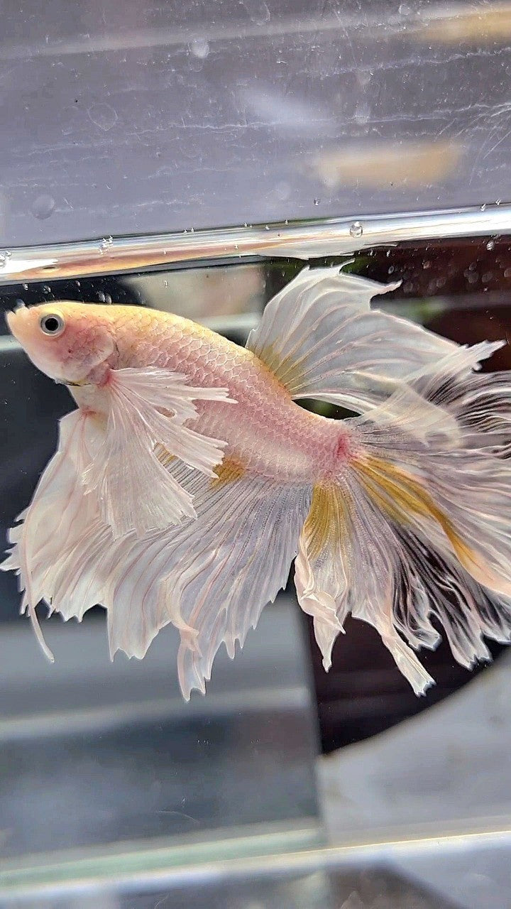 HALFMOON DUMBO EAR ROSETAIL WHITE YELLOW WASH BETTA FISH