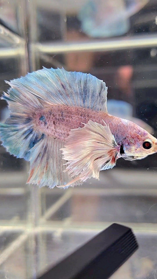 PLAKAT DOUBLE TAIL SUPER DUMBO EAR BLUE GRIZZLE BETTA FISH