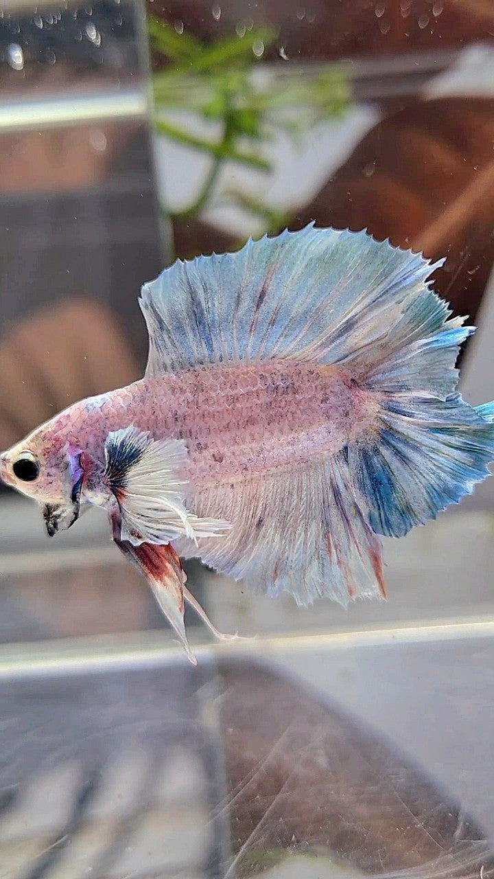 PLAKAT DOUBLE TAIL SUPER DUMBO EAR BLUE GRIZZLE BETTA FISH