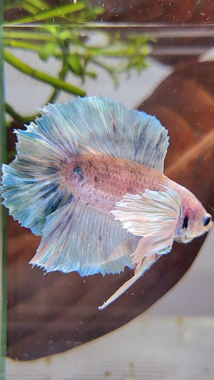 PLAKAT DOUBLE TAIL SUPER DUMBO EAR BLUE GRIZZLE BETTA FISH