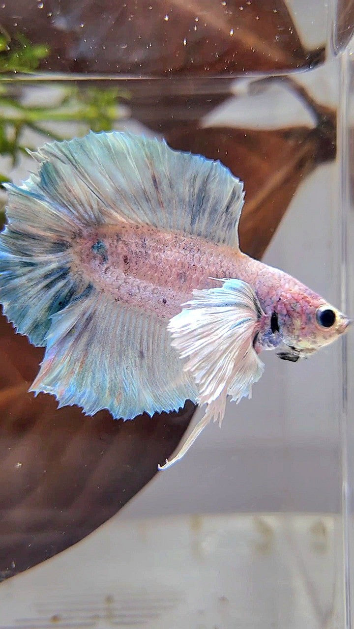 PLAKAT DOUBLE TAIL SUPER DUMBO EAR BLUE GRIZZLE BETTA FISH