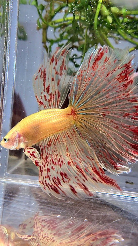 LUXURY XL HALFMOON OVERTAIL ROSETAIL YELLOW VANDA BETTA FISH