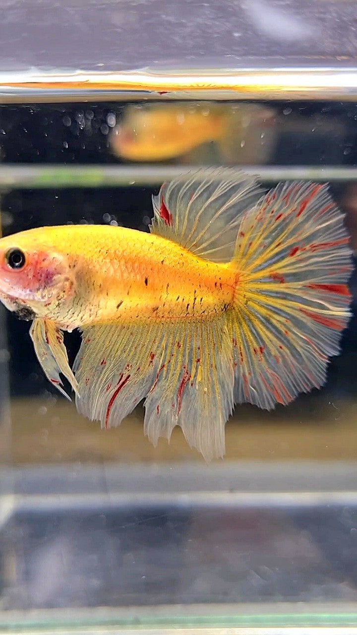 LUXURY XL FEMALE HALFMOON OVERTAIL ROSETAIL YELLOW VANDA BETTA FISH