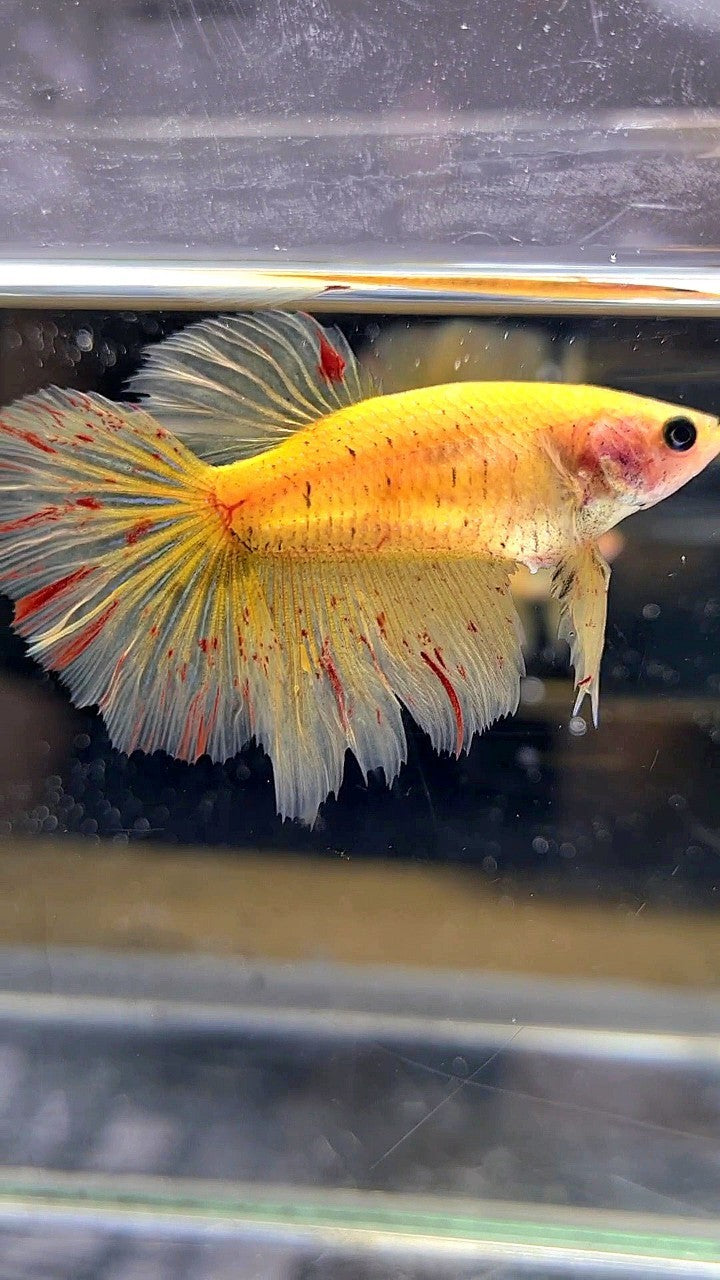 LUXURY XL FEMALE HALFMOON OVERTAIL ROSETAIL YELLOW VANDA BETTA FISH