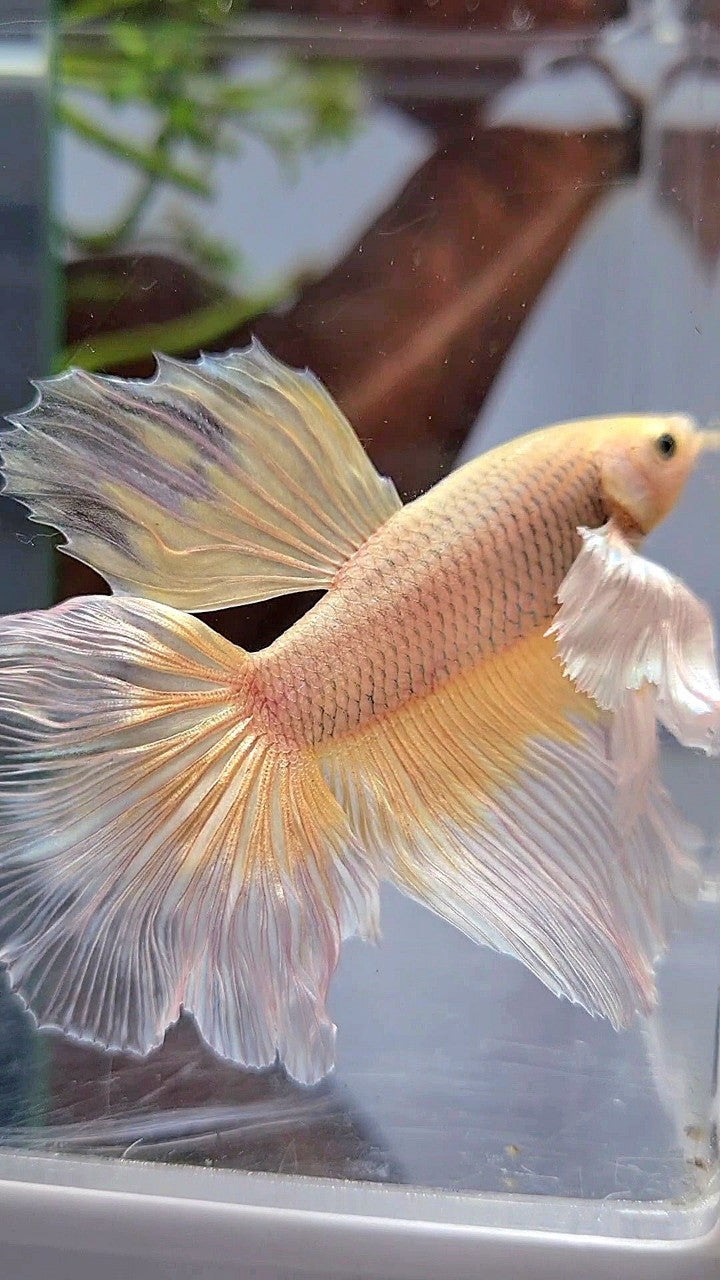 HALFMOON DUMBO EAR YELLOW BUTTERFLY BETTA FISH