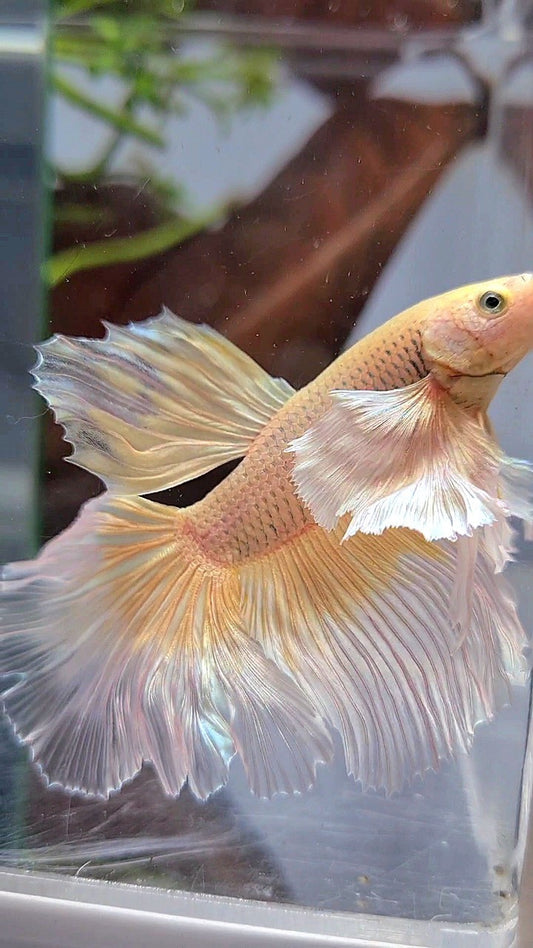 HALFMOON DUMBO EAR YELLOW BUTTERFLY BETTA FISH