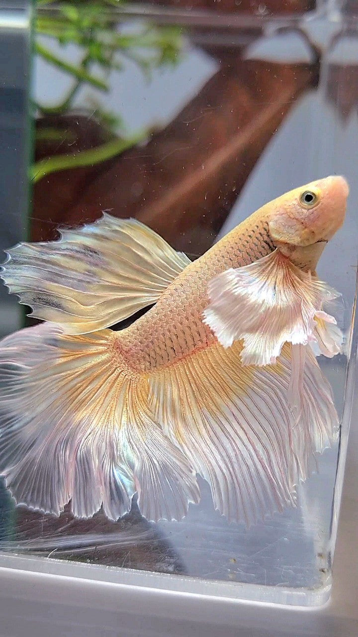 HALFMOON DUMBO EAR YELLOW BUTTERFLY BETTA FISH