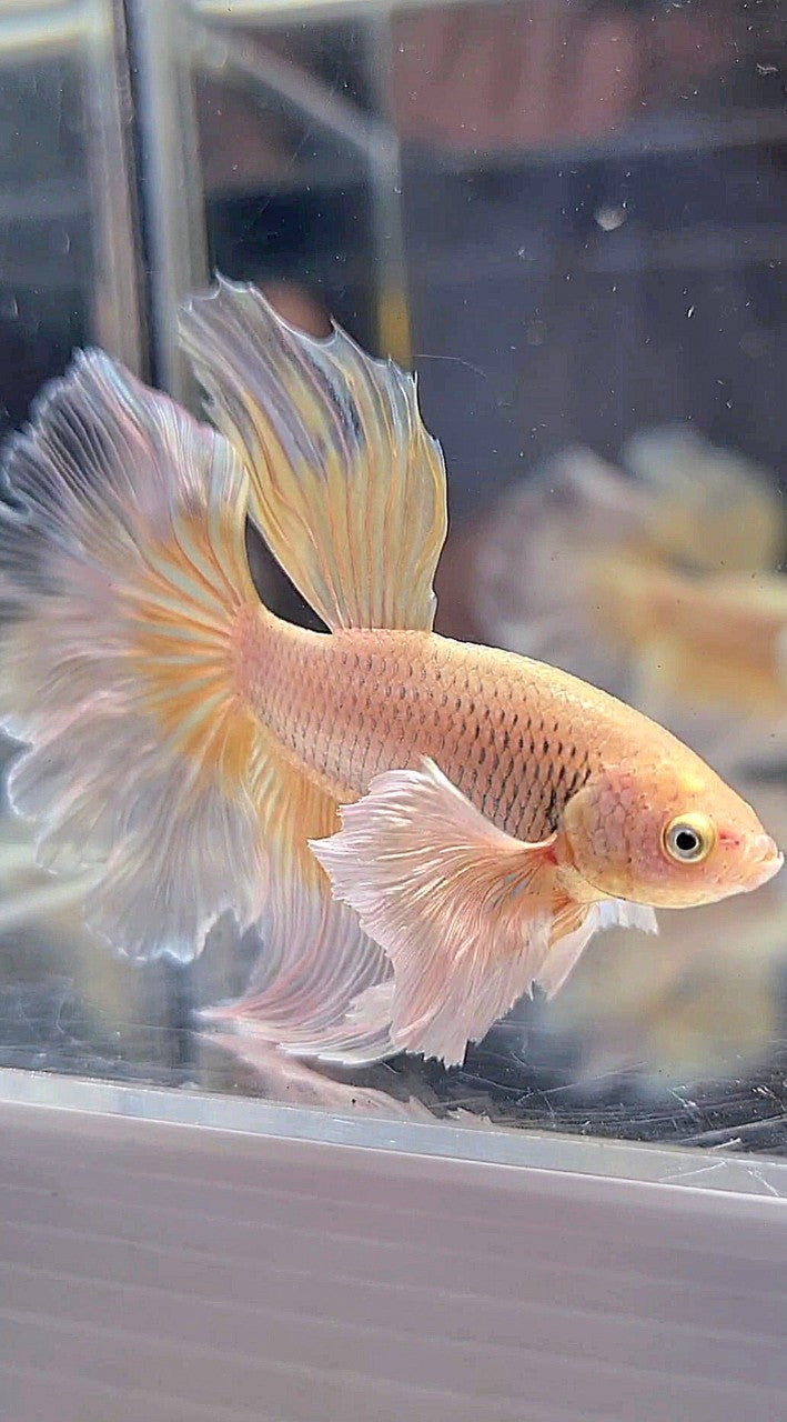 HALFMOON DUMBO EAR YELLOW BUTTERFLY BETTA FISH