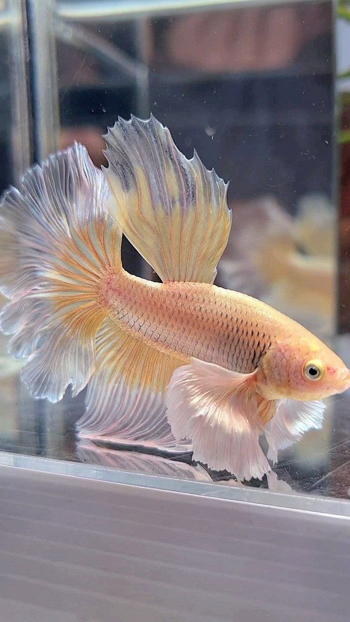 HALFMOON DUMBO EAR YELLOW BUTTERFLY BETTA FISH