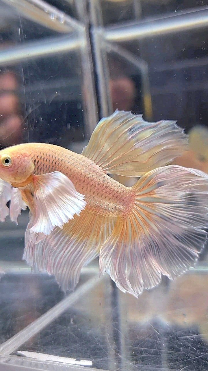 HALFMOON DUMBO EAR YELLOW BUTTERFLY BETTA FISH