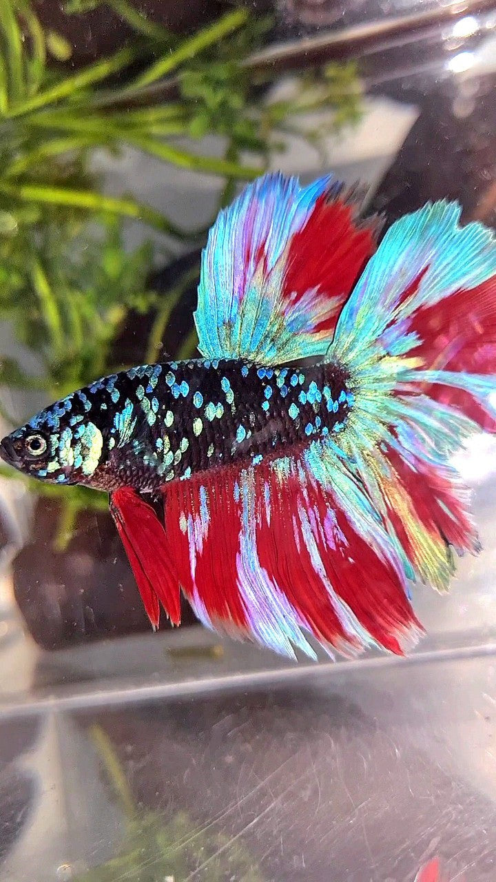 HALFMOON ROSETAIL BLACK GALAXY BLUE AVATAR PURPLE RED VARIATON BETTA FISH