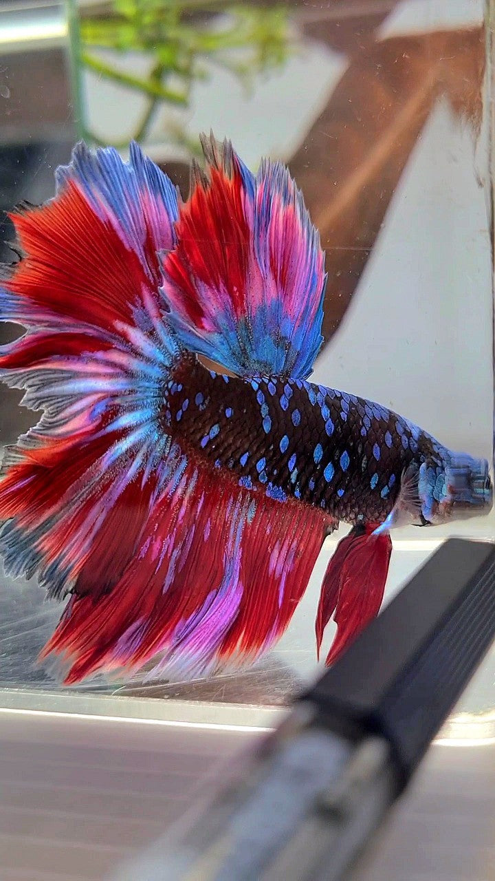 HALFMOON ROSETAIL BLACK GALAXY BLUE AVATAR PURPLE RED VARIATON BETTA FISH