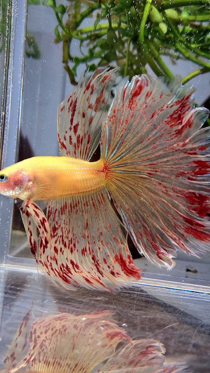 LUXURY XL HALFMOON OVERTAIL ROSETAIL YELLOW VANDA BETTA FISH