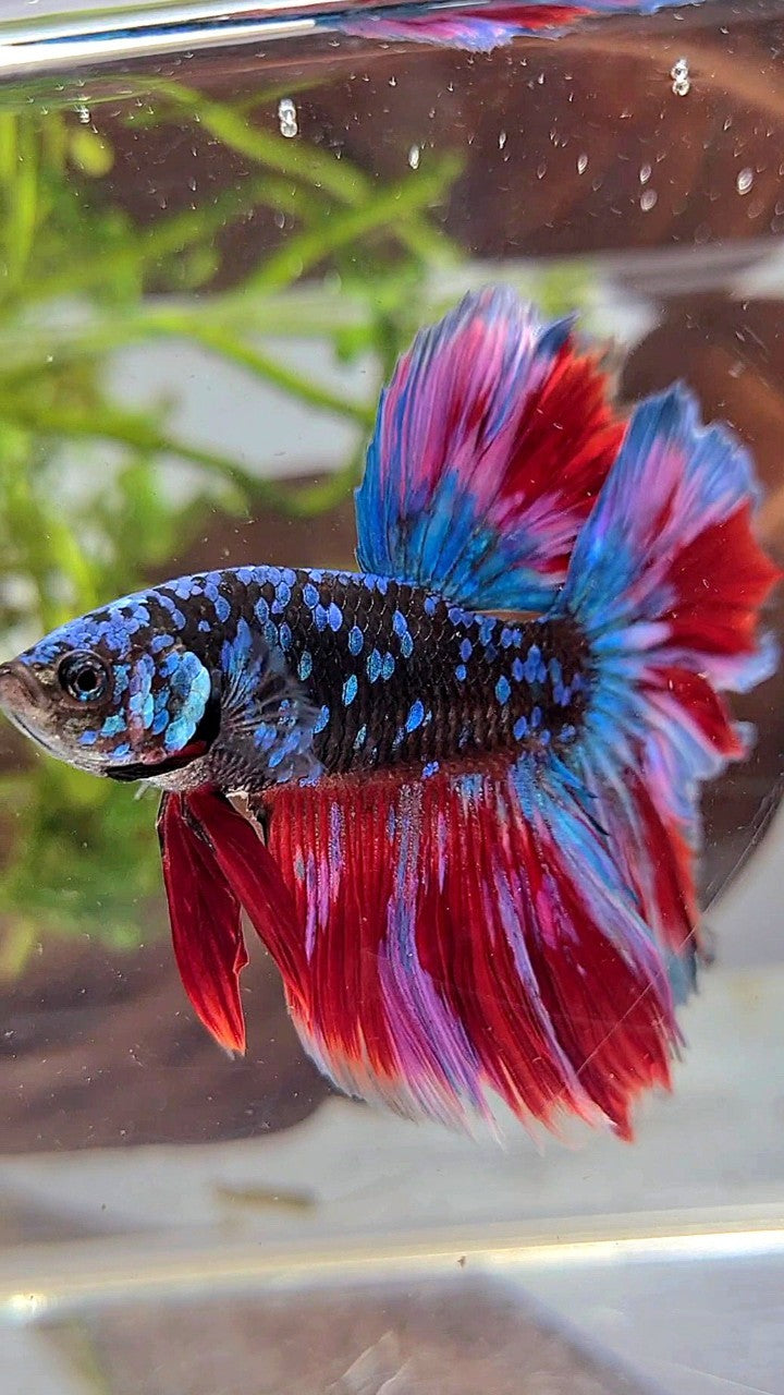 HALFMOON ROSETAIL BLACK GALAXY BLUE AVATAR PURPLE RED VARIATON BETTA FISH