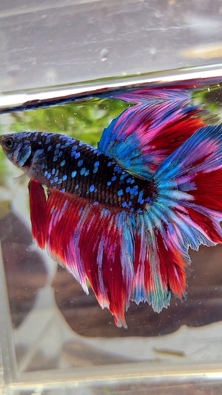 HALFMOON ROSETAIL BLACK GALAXY BLUE AVATAR PURPLE RED VARIATON BETTA FISH