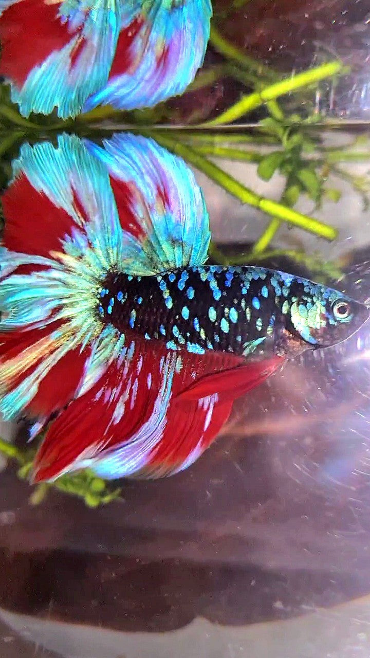 HALFMOON ROSETAIL BLACK GALAXY BLUE AVATAR PURPLE RED VARIATON BETTA FISH