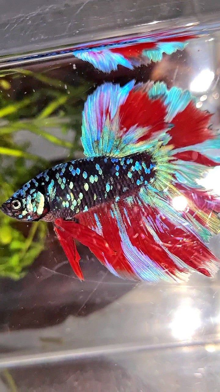 HALFMOON ROSETAIL BLACK GALAXY BLUE AVATAR PURPLE RED VARIATON BETTA FISH