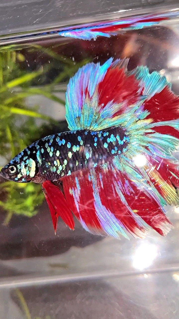 HALFMOON ROSETAIL BLACK GALAXY BLUE AVATAR PURPLE RED VARIATON BETTA FISH