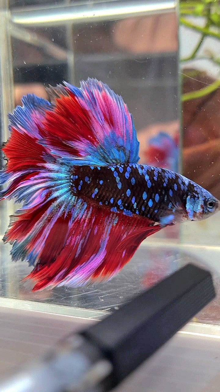 HALFMOON ROSETAIL BLACK GALAXY BLUE AVATAR PURPLE RED VARIATON BETTA FISH