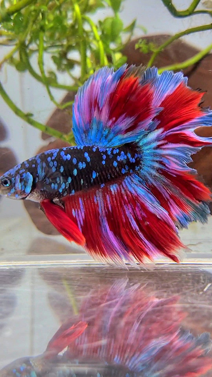 HALFMOON ROSETAIL BLACK GALAXY BLUE AVATAR PURPLE RED VARIATON BETTA FISH