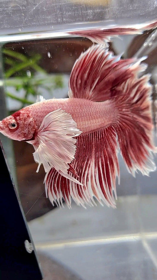 HALFMOON DUMBO EAR ROSETAIL LAVENDER BETTA FISH