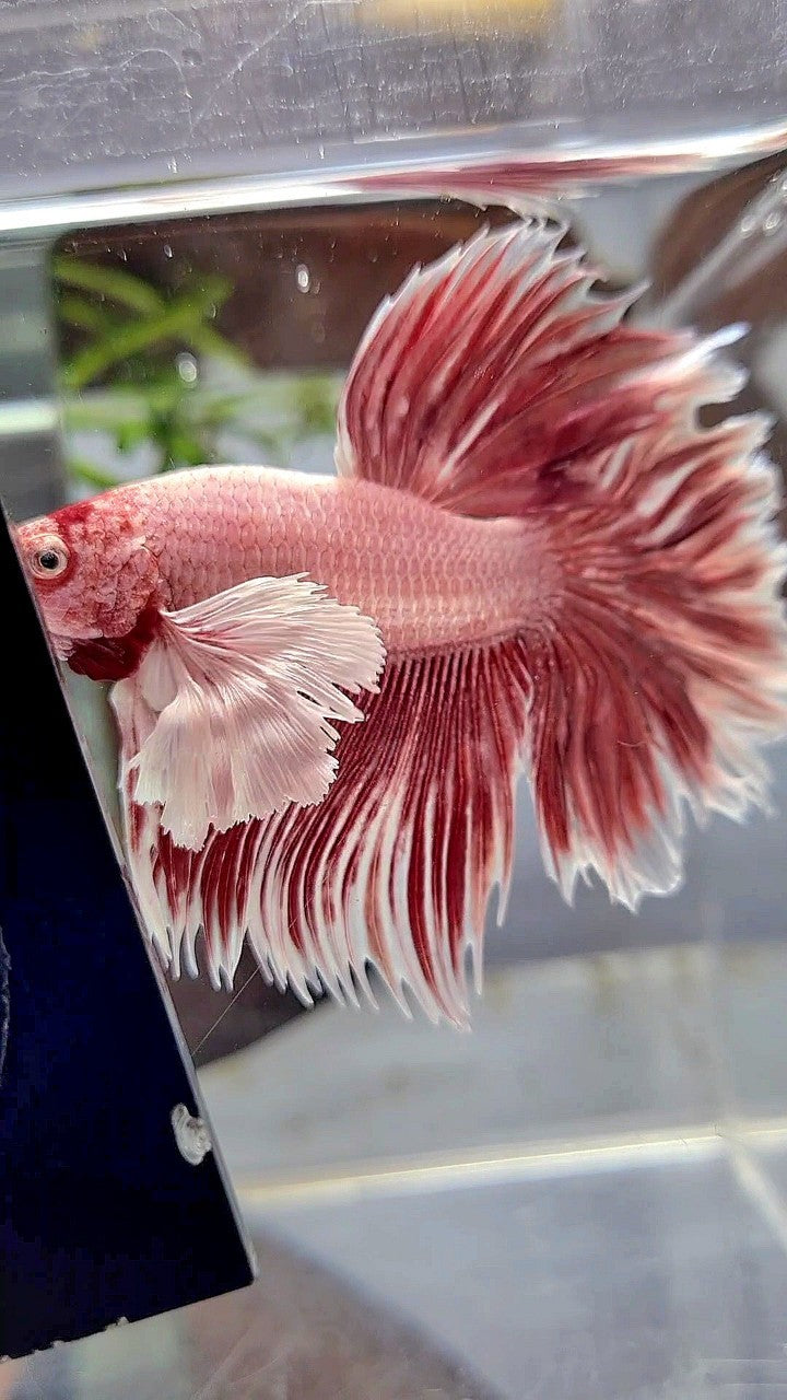 HALFMOON DUMBO EAR ROSETAIL LAVENDER BETTA FISH