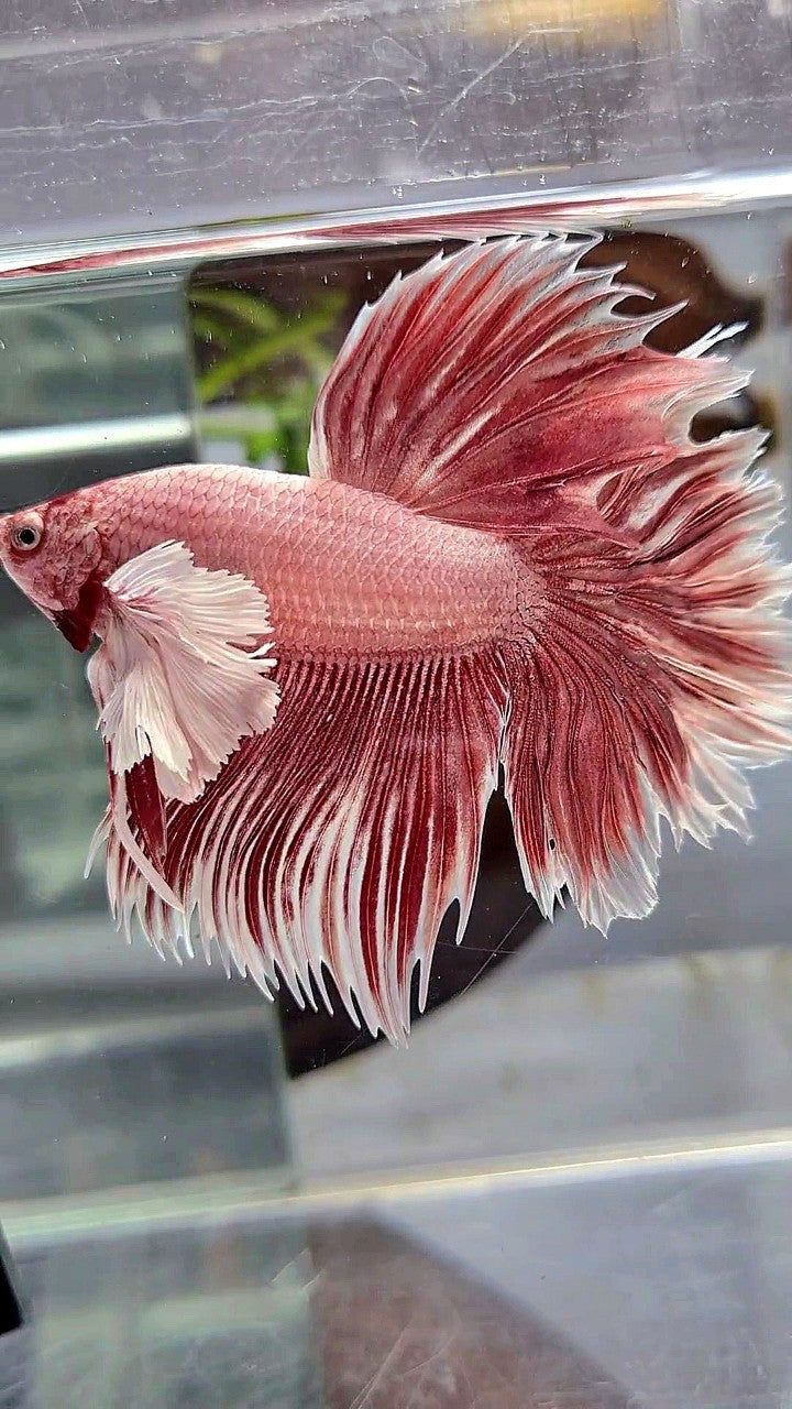 HALFMOON DUMBO EAR ROSETAIL LAVENDER BETTA FISH