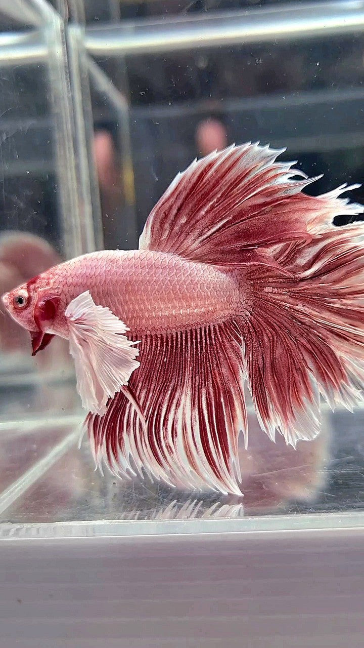 HALFMOON DUMBO EAR ROSETAIL LAVENDER BETTA FISH