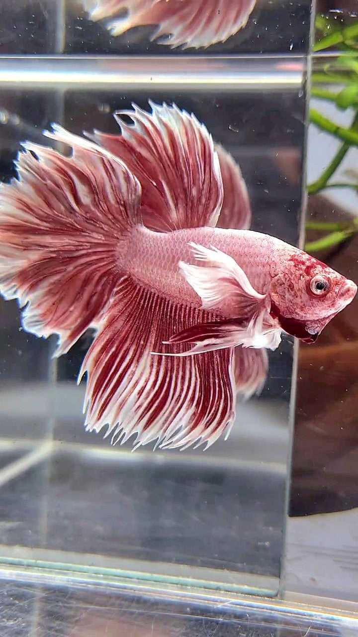 HALFMOON DUMBO EAR ROSETAIL LAVENDER BETTA FISH