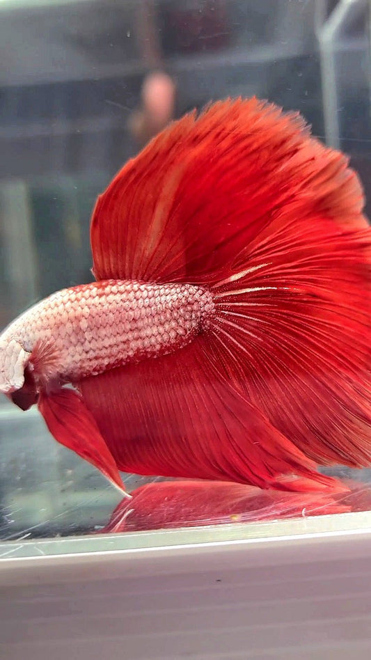 XL HALFMOON ROSETAIL RED DRAGON BETTA FISH