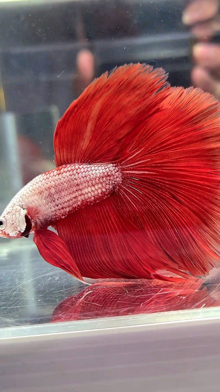 XL HALFMOON ROSETAIL RED DRAGON BETTA FISH