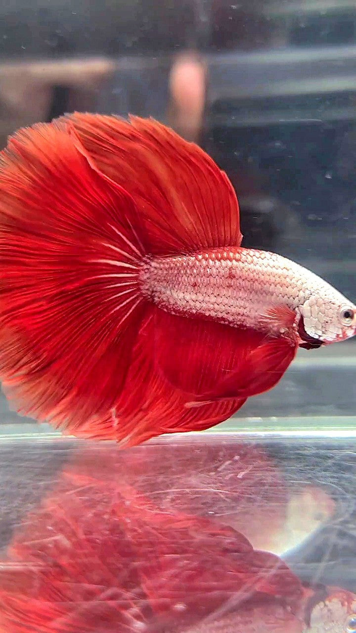 XL HALFMOON ROSETAIL RED DRAGON BETTA FISH