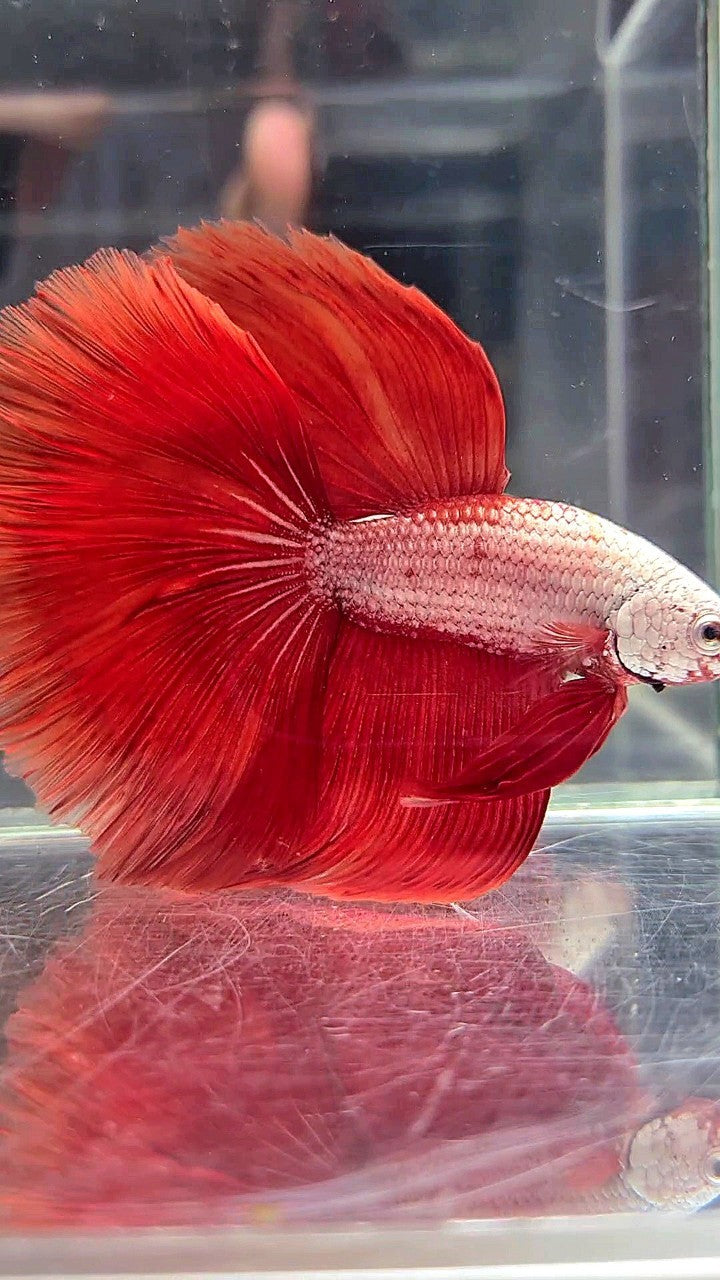 XL HALFMOON ROSETAIL RED DRAGON BETTA FISH