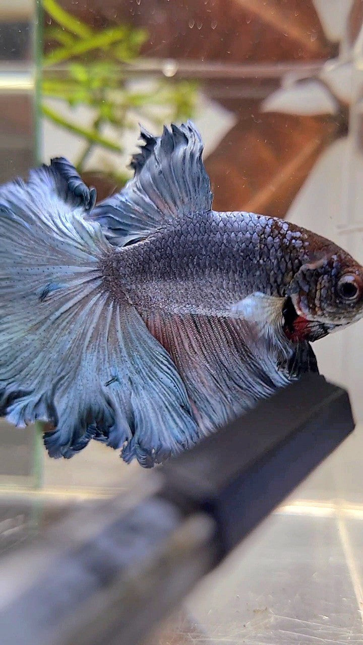 HALFMOON ROSETAIL CURLY BLUE GRAY BETTA FISH