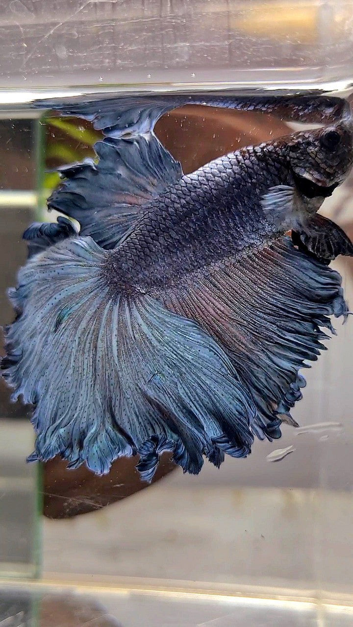 HALFMOON ROSETAIL CURLY BLUE GRAY BETTA FISH