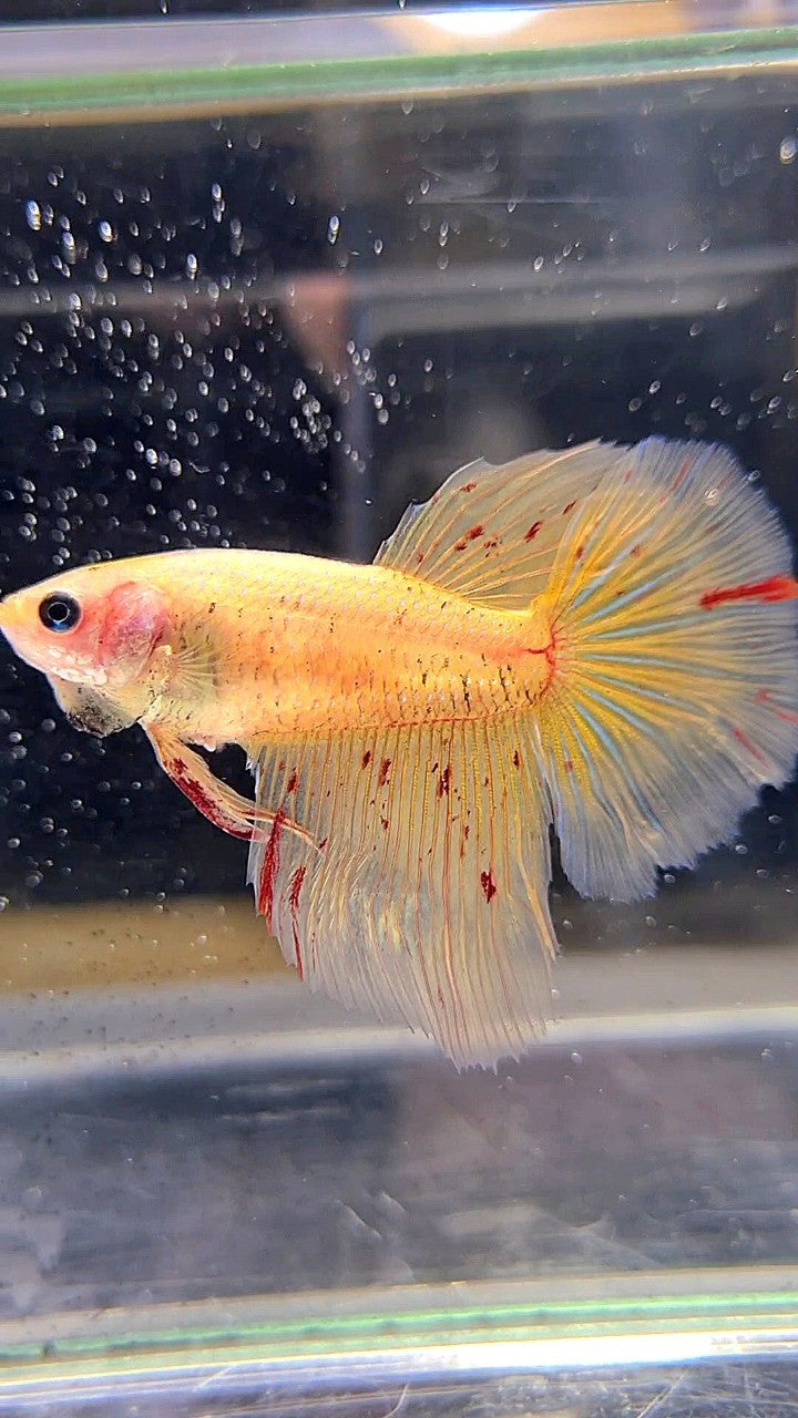 LUXURY XL FEMALE HALFMOON OVERTAIL ROSETAIL YELLOW VANDA BETTA FISH