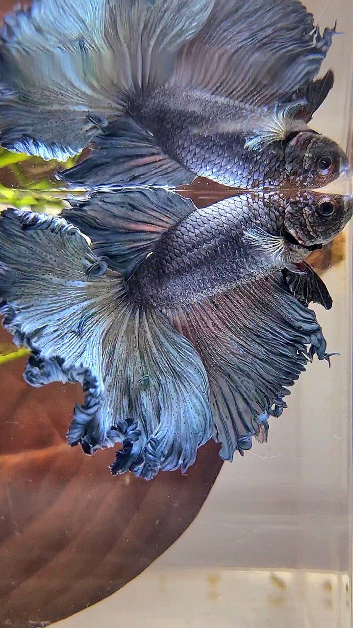 HALFMOON ROSETAIL CURLY BLUE GRAY BETTA FISH