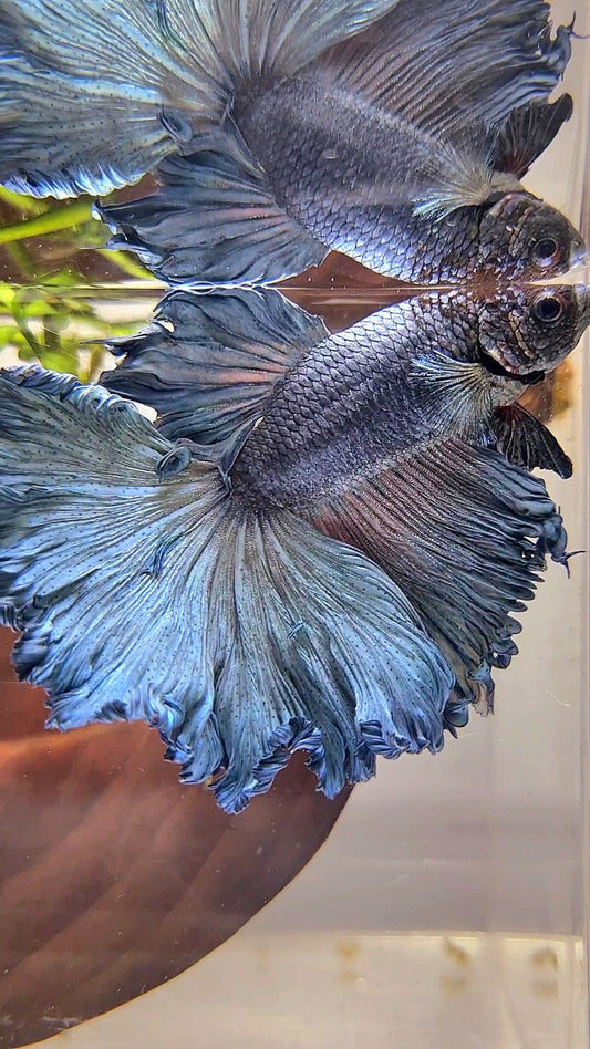 HALFMOON ROSETAIL CURLY BLUE GRAY BETTA FISH