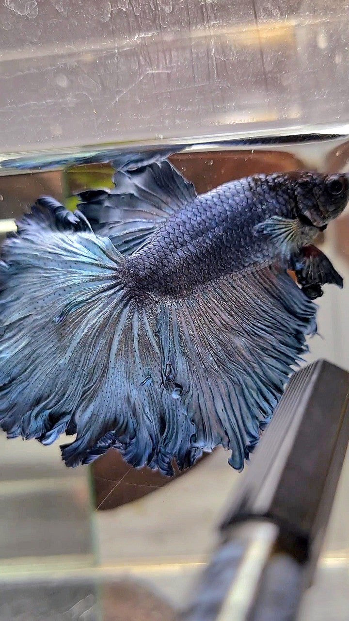 HALFMOON ROSETAIL CURLY BLUE GRAY BETTA FISH